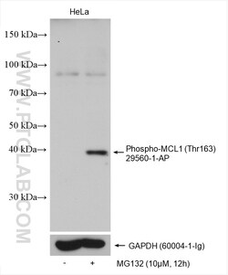 Phospho-MCL1 (Thr163) Rabbit Polyclonal Antibody, Proteintech Unconjugated;