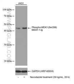 Phospho-MEK1 (Ser298) Mouse Monoclonal Antibody, Proteintech:Antibodies:Primary