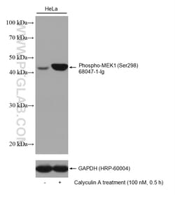 Phospho-MEK1 (Ser298) Mouse Monoclonal Antibody, Proteintech