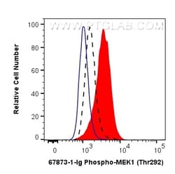 Phospho-MEK1 (Thr292) Mouse Monoclonal Antibody, Proteintech:Antibodies:Primary