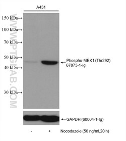 Phospho-MEK1 (Thr292) Mouse Monoclonal Antibody, Proteintech:Antibodies:Primary