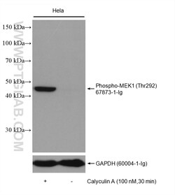Phospho-MEK1 (Thr292) Mouse Monoclonal Antibody, Proteintech:Antibodies:Primary