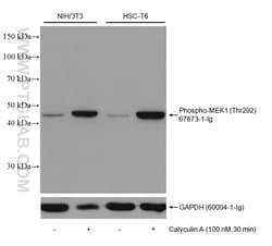 Phospho-MEK1 (Thr292) Mouse Monoclonal Antibody, Proteintech