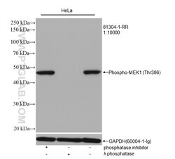 Phospho-MEK1 (Thr386) Rabbit Recombinant Antibody, Proteintech:Antibodies:Primary