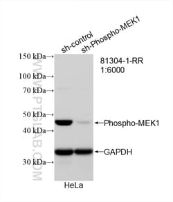 Phospho-MEK1 (Thr386) Rabbit Recombinant Antibody, Proteintech:Antibodies:Primary