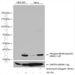 Phospho-MEK6 (Ser207) Rabbit Polyclonal Antibody, Proteintech Unconjugated;