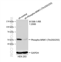 Phospho-MNK1 (Thr250/255) Rabbit Recombinant Antibody, Proteintech Unconjugated;