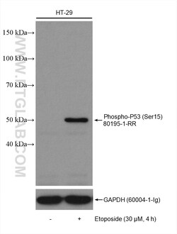 Phospho-P53 (Ser15) Rabbit Recombinant Antibody, Proteintech Unconjugated;