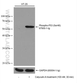 Phospho-P53 (Ser46) Mouse Monoclonal Antibody, Proteintech Unconjugated;
