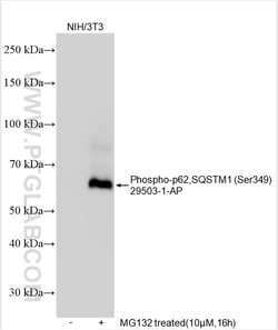 Phospho-P62,SQSTM1 (Ser349) Rabbit Polyclonal Antibody, Proteintech:Antibodies:Primary