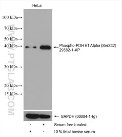 Phospho-PDH E1 Alpha (Ser232) Rabbit Polyclonal Antibody, Proteintech Unconjugated;