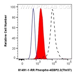 Phospho-PDH E1 Alpha (Ser232) Rabbit Recombinant Antibody, Proteintech