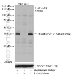 Phospho-PDH E1 Alpha (Ser232) Rabbit Recombinant Antibody, Proteintech