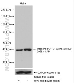 Phospho-PDH E1 Alpha (Ser300) Rabbit Polyclonal Antibody, Proteintech Unconjugated;