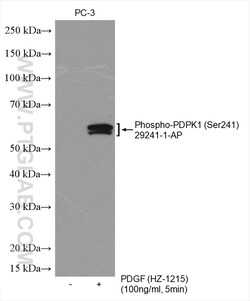Phospho-PDPK1 (Ser241) Rabbit Polyclonal Antibody, Proteintech:Antibodies:Primary