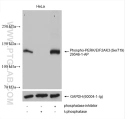 Phospho-PERK/EIF2AK3 (Ser719) Rabbit Polyclonal Antibody, Proteintech Unconjugated;