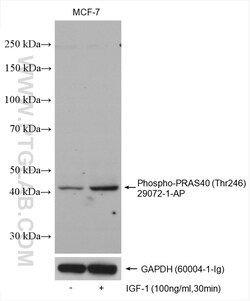 Phospho-PRAS40 (Thr246) Rabbit Polyclonal Antibody, Proteintech Unconjugated;