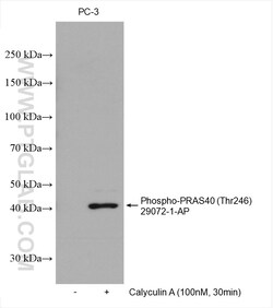 Phospho-PRAS40 (Thr246) Rabbit Polyclonal Antibody, Proteintech Unconjugated;