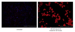 Phospho-S6 Ribosomal protein (Ser235) Mouse Monoclonal Antibody, Proteintech