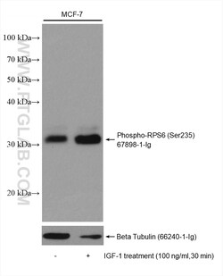 Phospho-S6 Ribosomal protein (Ser235) Mouse Monoclonal Antibody, Proteintech