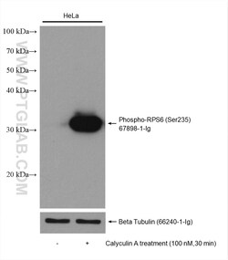 Phospho-S6 Ribosomal protein (Ser235) Mouse Monoclonal Antibody, Proteintech