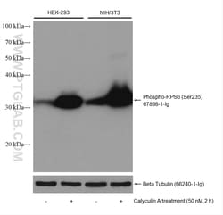 Phospho-S6 Ribosomal protein (Ser235) Mouse Monoclonal Antibody, Proteintech