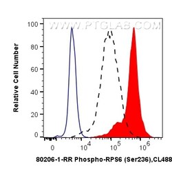 Phospho-S6 Ribosomal protein (Ser236) Rabbit Recombinant Antibody, Proteintech
