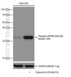 Phospho-S6 Ribosomal protein (Ser236) Rabbit Recombinant Antibody, Proteintech