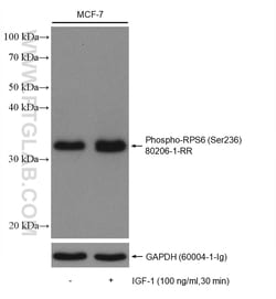 Phospho-S6 Ribosomal protein (Ser236) Rabbit Recombinant Antibody, Proteintech