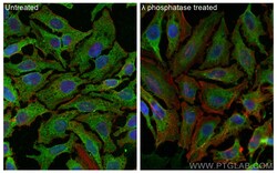 Phospho-RPS6KA1 (Thr359/Ser363) Mouse Monoclonal Antibody, Proteintech