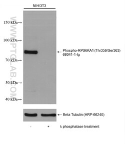 Phospho-RPS6KA1 (Thr359/Ser363) Mouse Monoclonal Antibody, Proteintech