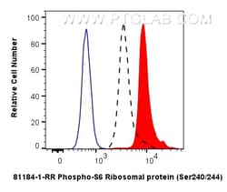 Phospho-S6 Ribosomal protein (Ser240/244) Rabbit Recombinant Antibody,