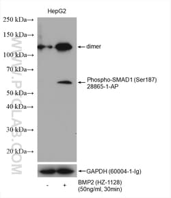 Phospho-SMAD1 (Ser187) Rabbit Polyclonal Antibody, Proteintech 20 &mu;L | Buy Online | Proteintech | Fisher Scientific