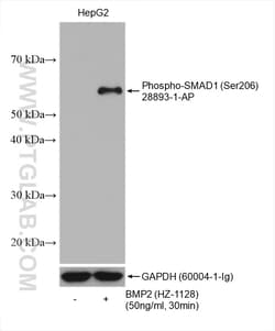Phospho-SMAD1 (Ser206) Rabbit Polyclonal Antibody, Proteintech Unconjugated;