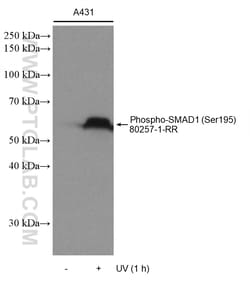 Phospho-SMAD1 (Ser195) Rabbit Recombinant Antibody, Proteintech Unconjugated;
