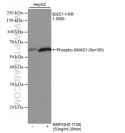 Phospho-SMAD1 (Ser195) Rabbit Recombinant Antibody, Proteintech Unconjugated;