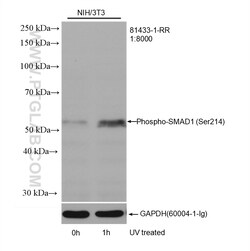 Phospho-SMAD1 (Ser214) Rabbit Recombinant Antibody, Proteintech Unconjugated;