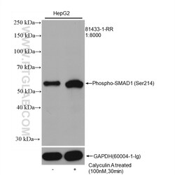 Phospho-SMAD1 (Ser214) Rabbit Recombinant Antibody, Proteintech Unconjugated;