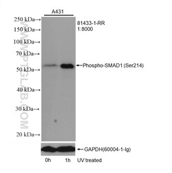 Phospho-SMAD1 (Ser214) Rabbit Recombinant Antibody, Proteintech Unconjugated;