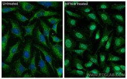 Phospho-STAT1 (Ser727) Rabbit Polyclonal Antibody, Proteintech:Antibodies:Primary