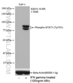 Phospho-STAT1 (Tyr701) Rabbit Recombinant Antibody, Proteintech:Antibodies:Primary