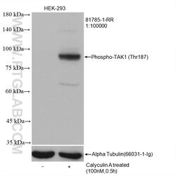 Phospho-TAK1 (Thr187) Rabbit Recombinant Antibody, Proteintech Unconjugated;