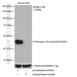 Phospho-TAU (Ser202/Thr205) Rabbit Recombinant Antibody, Proteintech Unconjugated;