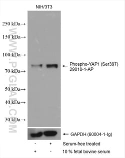 Phospho-YAP1 (Ser397) Rabbit Polyclonal Antibody, Proteintech:Antibodies:Primary