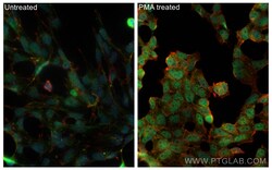 Phospho-mTOR (Ser2448) Rabbit Recombinant Antibody, Proteintech:Antibodies:Primary