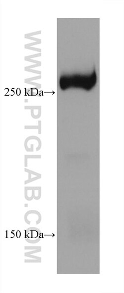Phospho-mTOR (Ser2448) Rabbit Recombinant Antibody, Proteintech:Antibodies:Primary