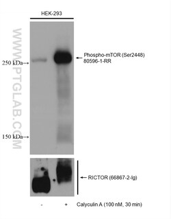 Phospho-mTOR (Ser2448) Rabbit Recombinant Antibody, Proteintech:Antibodies:Primary