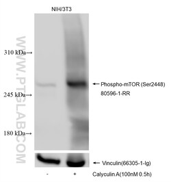 Phospho-mTOR (Ser2448) Rabbit Recombinant Antibody, Proteintech:Antibodies:Primary