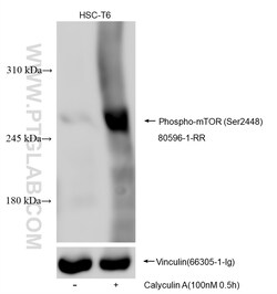 Phospho-mTOR (Ser2448) Rabbit Recombinant Antibody, Proteintech:Antibodies:Primary