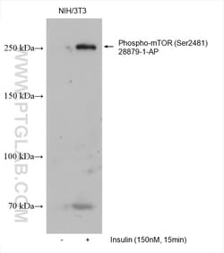 Phospho-mTOR (Ser2481) Rabbit Polyclonal Antibody, Proteintech:Antibodies:Primary